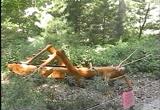 Big Bugs
