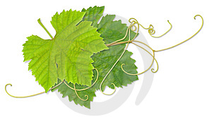 grape-leaves-thumb878629.jpg